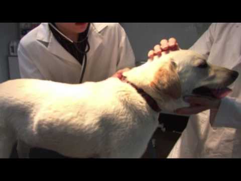 ცოფი - სარეკლამო რგოლი