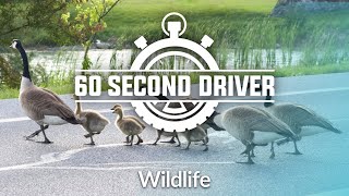 Wildlife- 60 Second Driver