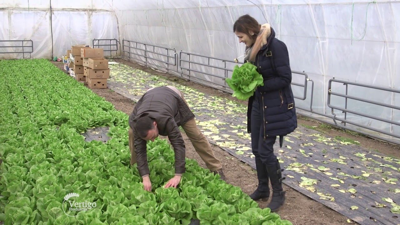 Proizvodnja salate u plastenicima - U nasem ataru 629