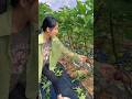 Amazing sweet &amp; ripe fig harvesting from farm | Yummy Sweet fruits #shorts #sweet