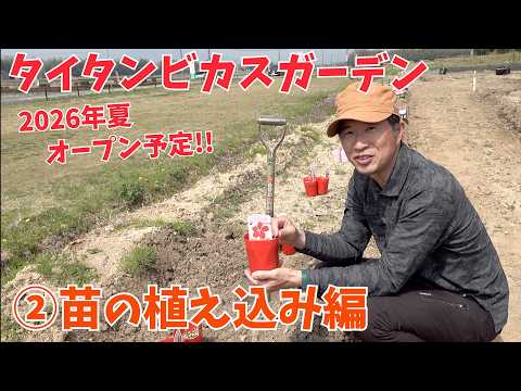 Titan Hibiscus] Titan Hibiscus Garden ② Planting Seedlings