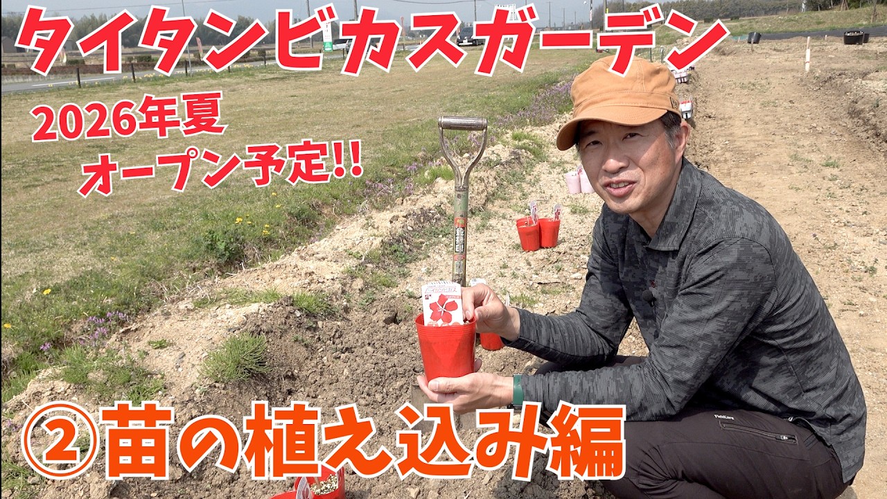 Titan Hibiscus] Titan Hibiscus Garden ② Planting Seedlings