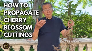 Cherry Blossom Bonsai: Propagation by Root Cutting & Turning a Sapling Into a Flowering Bonsai by Bonsai Heirloom 2,050 views 1 day ago 14 minutes, 35 seconds