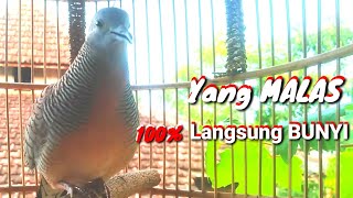 Perkutut Lokal suara Lantang sangat cocok Untuk Pancingan || Turtle dove