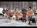70 ая Башкирская выставка охотничьих собак 27 марта 2022