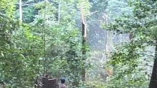 Save Paradise Forests