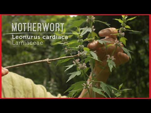 Video: Motherwort Päťlistá