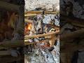 Bakar ikan kerapu hasil mancing