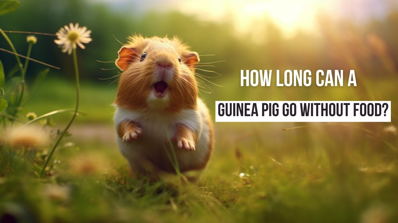 Mesmerizing How Long Can A Guinea Pig Go Without Food View Nature Mesmerizing How Long Can A Guinea Pig Go Without Food View Nature