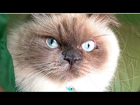 久しぶりに猫とトンネル遊びをしました【ヒマラヤン猫】