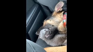 This Cat Was Weirdly Taking A Nap With Her Head Inside The Dog's Mouth