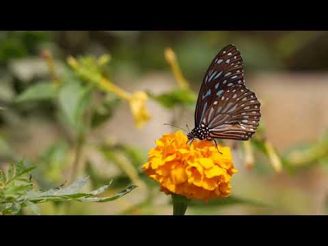 موسيقى حبيتك بالصيف لفيروز بتوزيع جديد