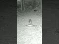 What happens to tuna in the woods? #trailcamactivity