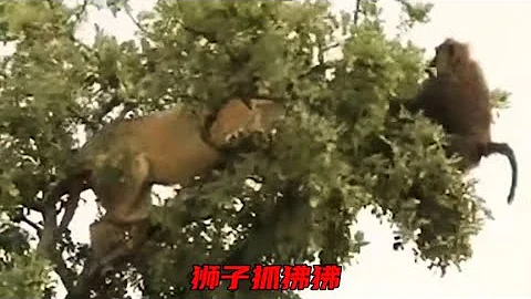 獅子上樹抓狒狒，狒狒走投無路卻急中生智，把母獅弄得進退兩難#動物 #動物世界 #動物故事 #動物狩獵 #大自然 #野生動物 #雄獅 #野牛 #狒狒 - 天天要聞