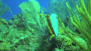 Cayman Marine Lab