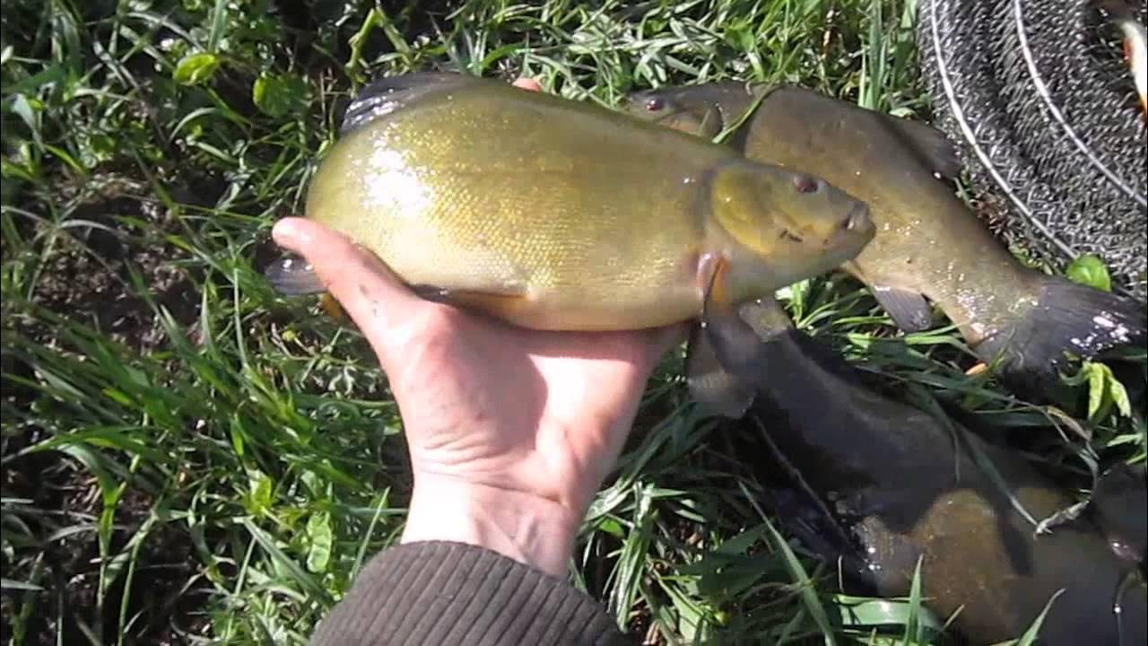 Насадка на линя. Поплавок для линя. Ловля линя на поплавочную удочку в сентябре. Ловля линя на поплавочную удочку в сентябре. Линь.