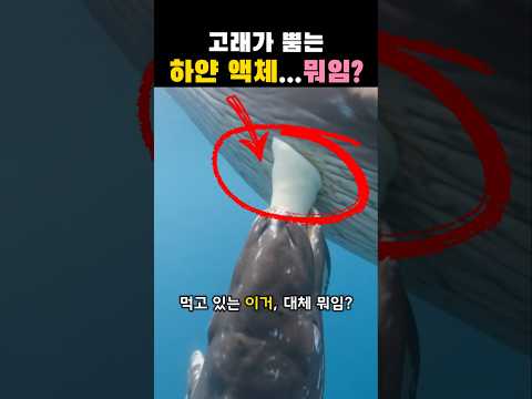 고래가 뿜는 하얀 액체...뭐임? thumbnail