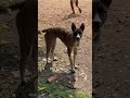 Puppy colored like a tiger #puppy #dog #animals #shorts