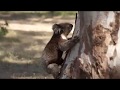 Koala climbing up the tree  belair national park south australia