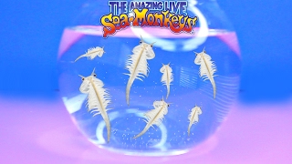 The Amazing Live Sea-Monkeys Aquarium Watch