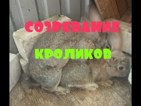 Созревание кроликов. Готовность кроликов к спариванию.