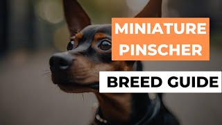 Miniature Pinscher: A Complete Breed Guide #pet #breed #pinscher