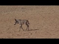 VLOG 20190419 Orphan Baby Zebra getting adopted