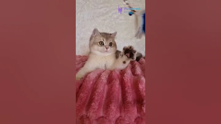 Video 10816131: shaded british shorthair kitten, british shorthair golden kitten, british shorthair female kitten, shorthair kitten britishshorthair, british shorthair blue kitten