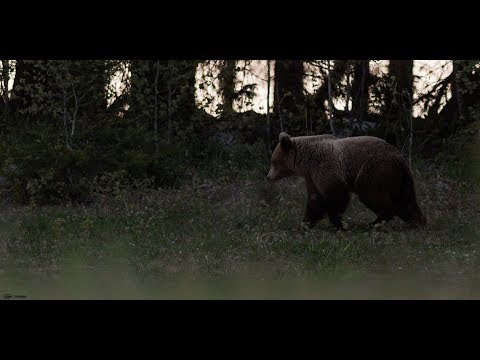 Video: Ovatko karhut aktiivisia yöllä?