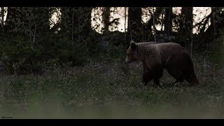 Karhu osa 2. Millaisia karhut ovat?