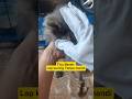 Tisu Basah Kucing ngelap jadi praktis #sarungtangan #tisu #catlove #fyp