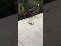 Kittens 🐈‍⬛ are playing 🥰
