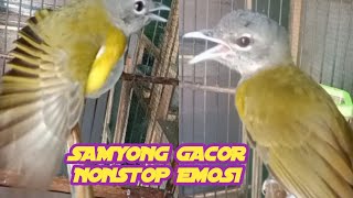 BURUNG SAMYONG TROTOLAN GACOR 2 JAM NONSTOP