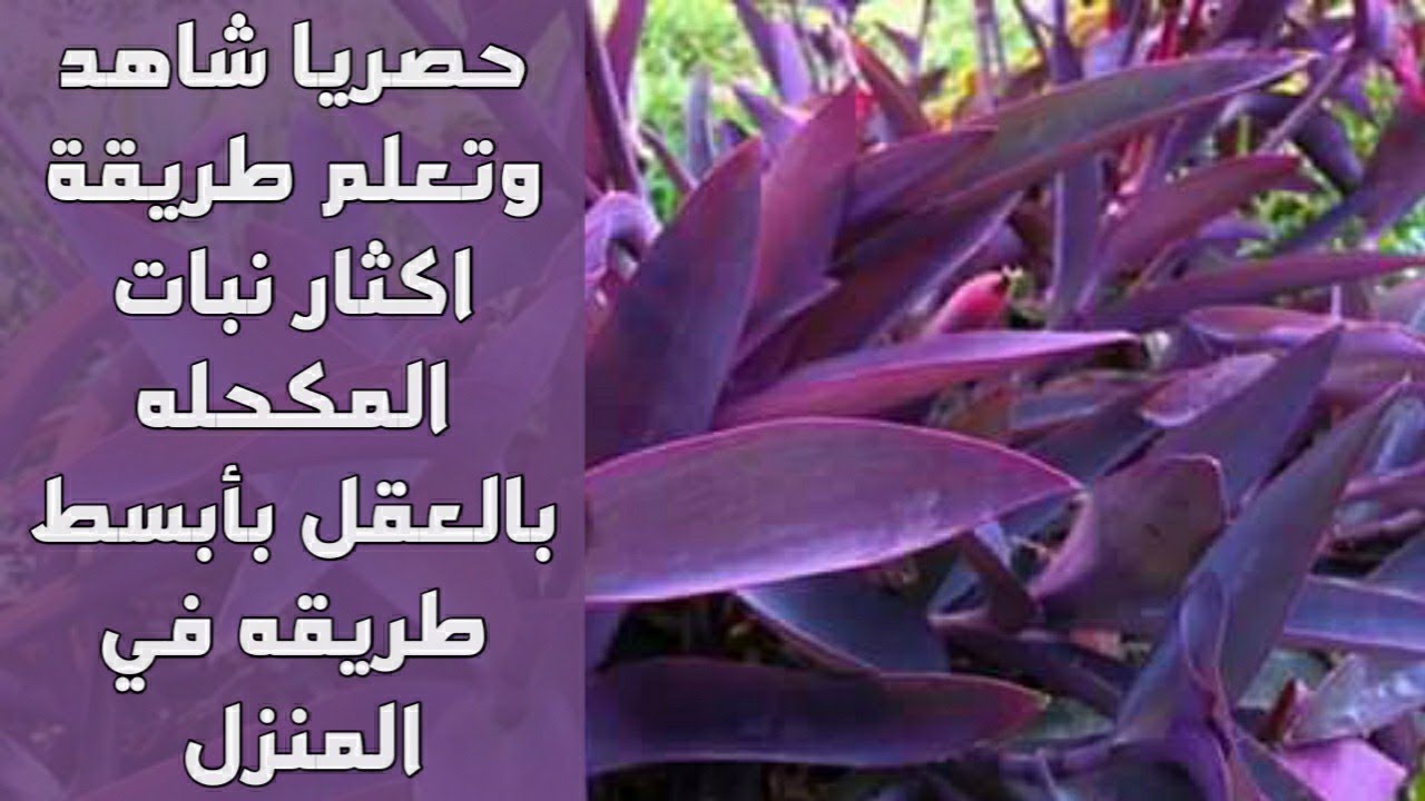 شاهد كيفية إكثار نبات المكحلة بالعقل