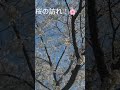 街角の桜