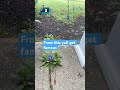 #why #funny #viral #roblox #pug #plsdonate