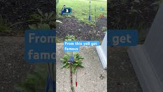 #why #funny #viral #roblox #pug #plsdonate