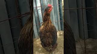 I Essa Galinha Que Tem As Características De Nanicão E Suru