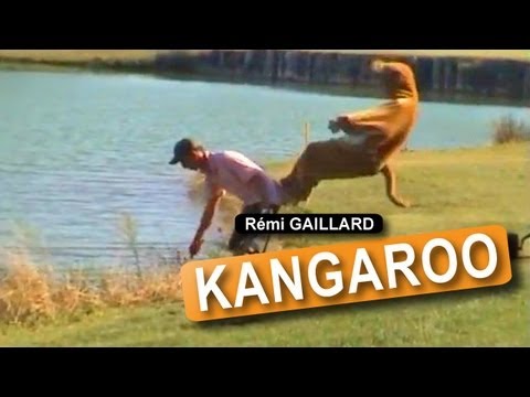 KANGURU (REMI GAILLARD)