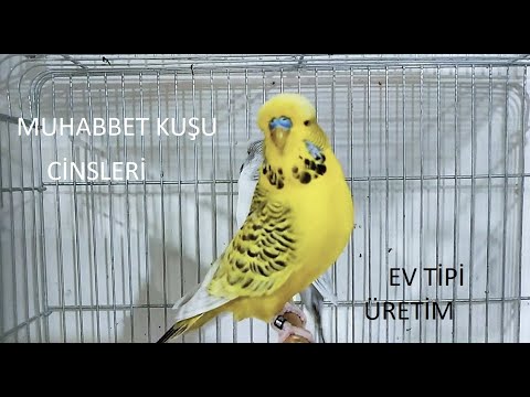 Muhabbet Kuş Cinsleri (şo,jombo,texas,albino,lutino,hollanda,japones,çek)