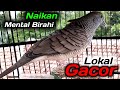 Perkutut lokal PALING GACOR - bekur dan gacor pancingan PATEN.