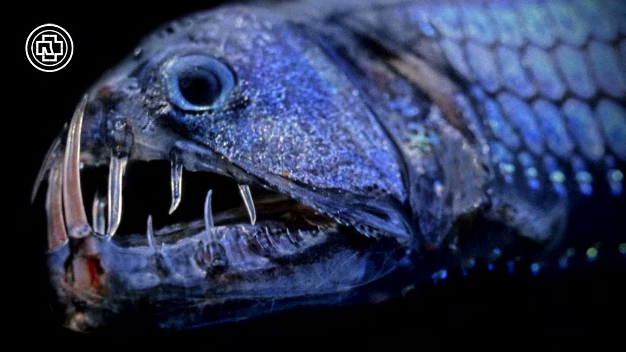 Rammstein - Laichzeit (FULL COVER)