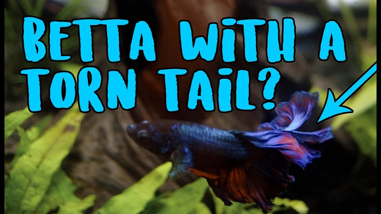 Betta With A Torn Tail? YouTube