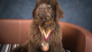 Khaleesi - Newfoundland Puppy -2 Weeks Residential Dog Training