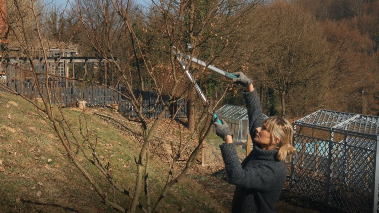 Škola vrtlarstva - orezivanje kruške