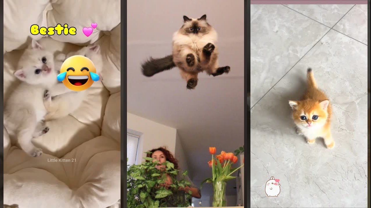 Cat Lover 😸 #cat 😼 #FunnyCats Part 3590