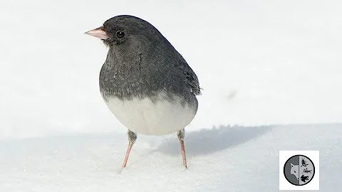 Dark-eyed Junco