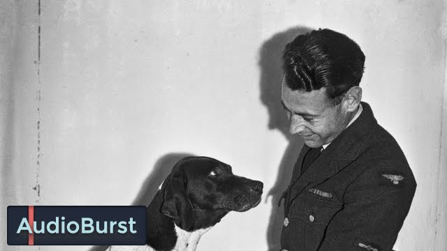 How This Author Helped Document The Dogs Which Helped Keep Soldiers Happy During WWII