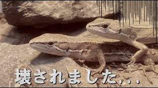 カナヘビに壊されてしまった...