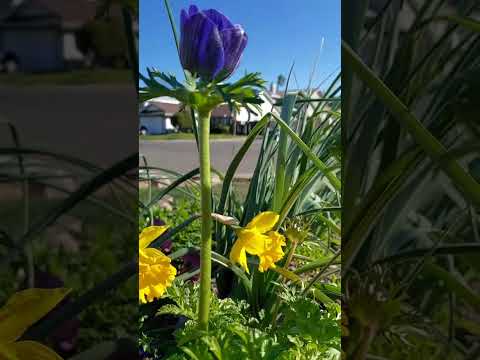 Весна пришла#shortvideo #shortsfeed #shorts #весна #магнолия#цветы #flowers#шортс #короткиевидео